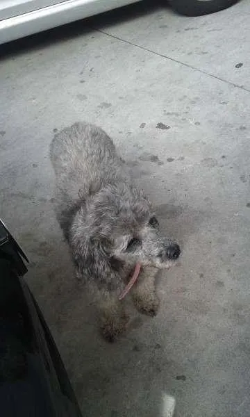 Cachorro ra a Poodle idade  nome N sei