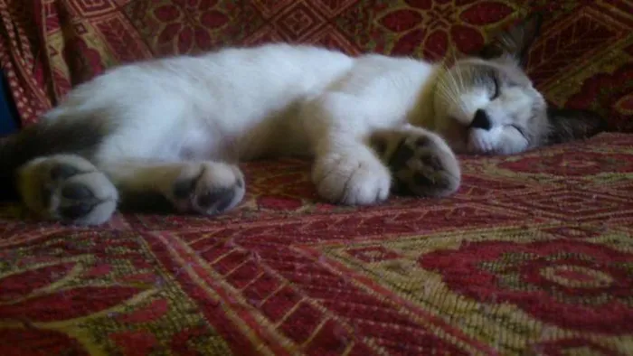 Gato ra a  idade 2 a 6 meses nome Hope