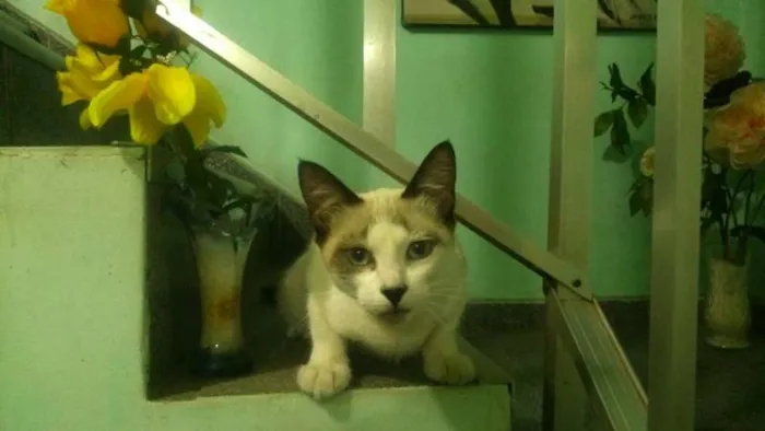 Gato ra a  idade 2 a 6 meses nome Hope