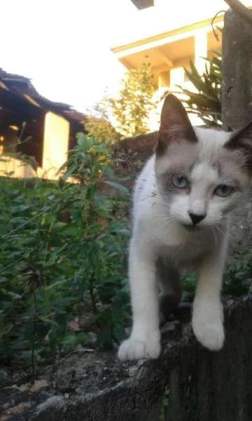 Gato ra a  idade 2 a 6 meses nome Hope