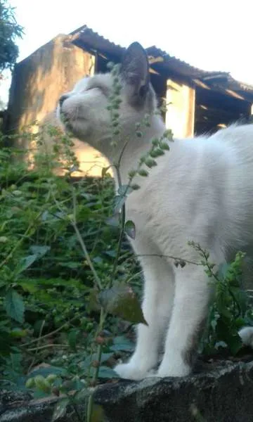 Gato ra a  idade 2 a 6 meses nome Hope