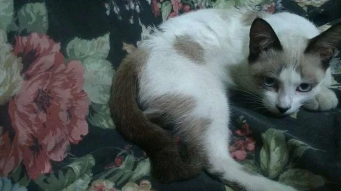 Gato ra a  idade 2 a 6 meses nome Hope