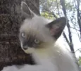 Gatinhos