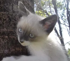 Gato raça  idade 2 a 6 meses nome Gatinhos
