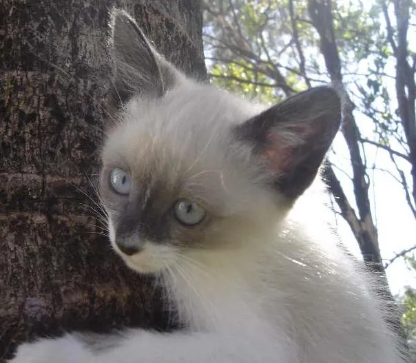Gato ra a  idade 2 a 6 meses nome Gatinhos