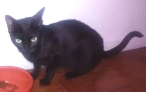 Gato raça SRD idade 2 a 6 meses nome Dandara