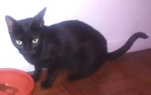 Gato ra a SRD idade 2 a 6 meses nome Dandara