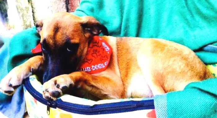 Cachorro ra a SRD idade 2 a 6 meses nome Karina