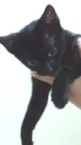 Gatinha