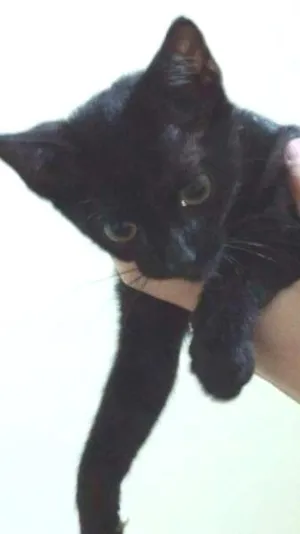 Gato raça RND idade 2 a 6 meses nome Gatinha