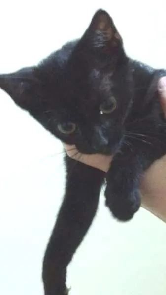 Gato ra a RND idade 2 a 6 meses nome Gatinha