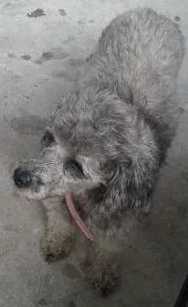 Cachorro raça Poodle idade  nome N sei