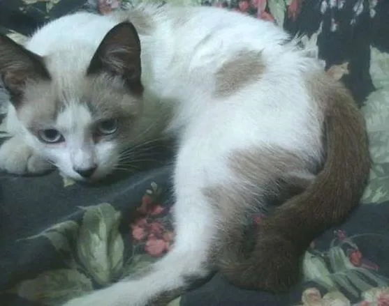 Gato ra a  idade 2 a 6 meses nome Hope