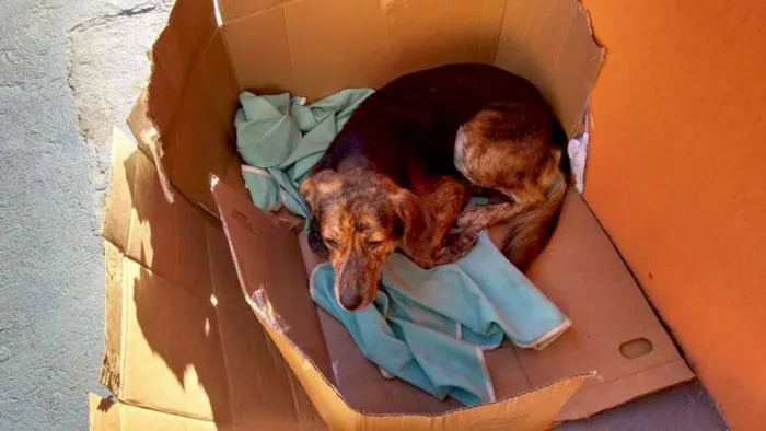 Cachorro ra a indefinida idade 5 anos nome campeao