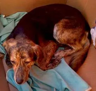 Cachorro ra a indefinida idade 5 anos nome campeao