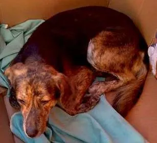 Cachorro ra a indefinida idade 5 anos nome campeao