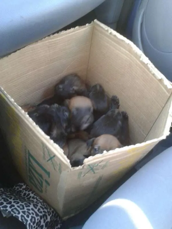 Cachorro ra a vira lata idade Abaixo de 2 meses nome vários