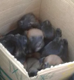 Cachorro raça vira lata idade Abaixo de 2 meses nome vários