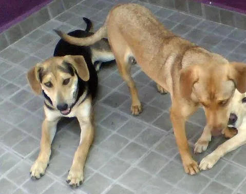 Cachorro ra a SRD idade 2 anos nome Iron e Lok