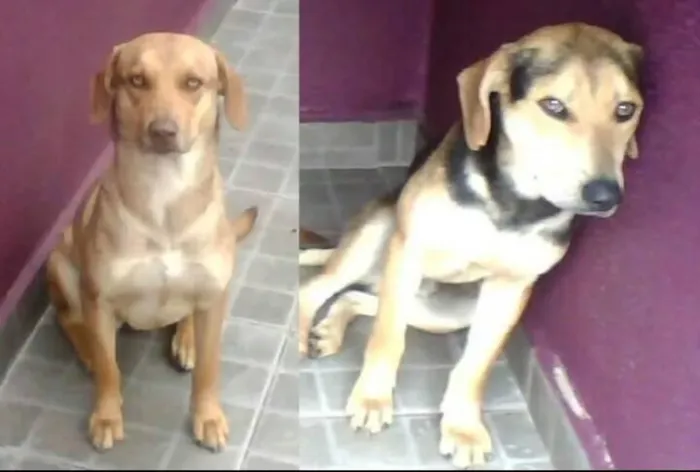 Cachorro ra a SRD idade 2 anos nome Iron e Lok