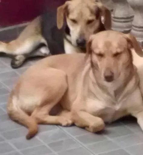 Cachorro ra a SRD idade 2 anos nome Iron e Lok