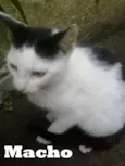 Gatinhos 