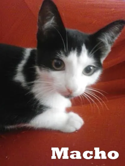 Gato ra a SRD idade 2 a 6 meses nome Gatinhos 