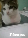 Gatinhos 