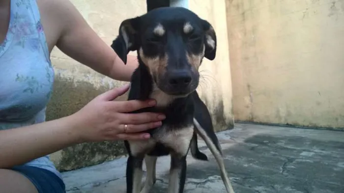 Cachorro raça SRD idade 7 a 11 meses nome Lex Luthor