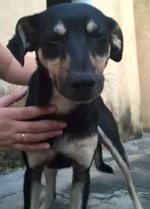 Cachorro raça SRD idade 7 a 11 meses nome Lex Luthor