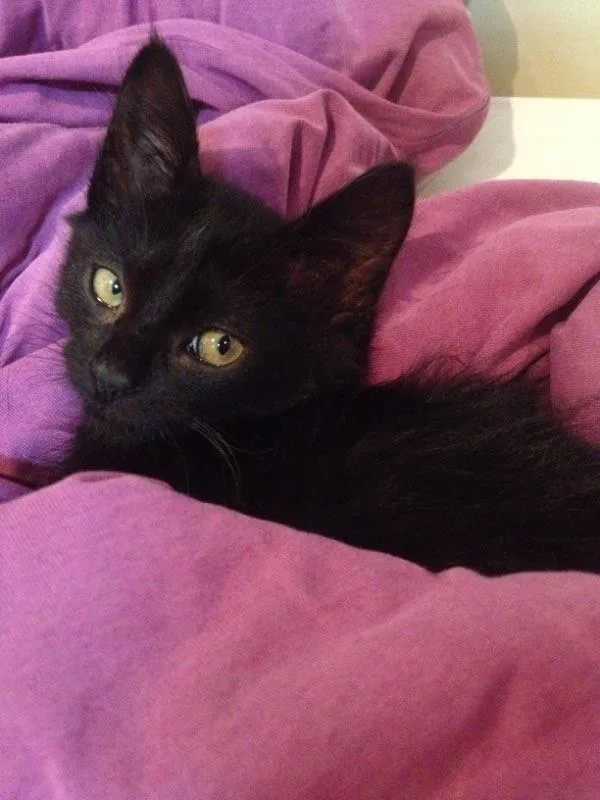 Gato ra a Vira lata idade Abaixo de 2 meses nome Ana
