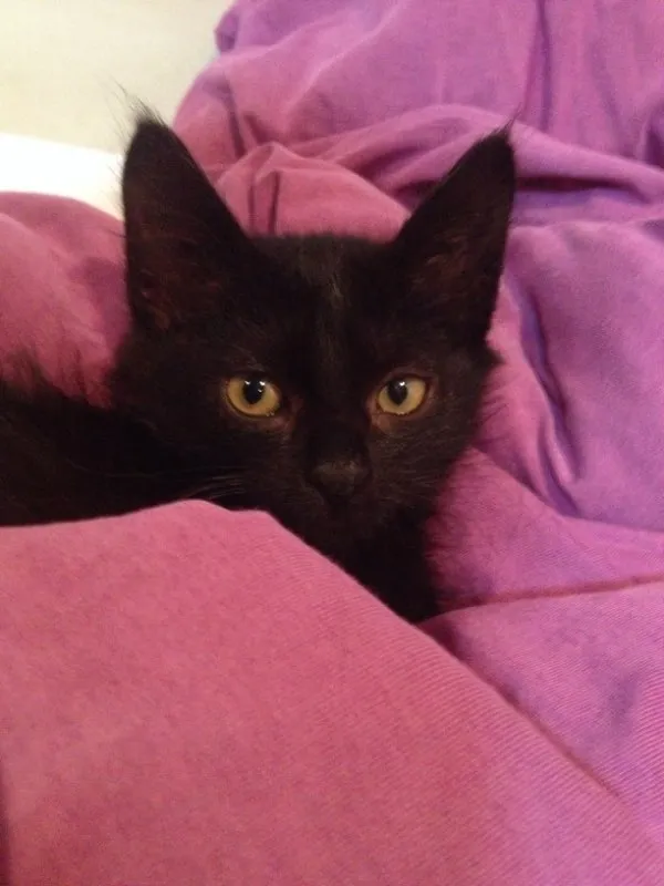Gato ra a Vira lata idade Abaixo de 2 meses nome Ana