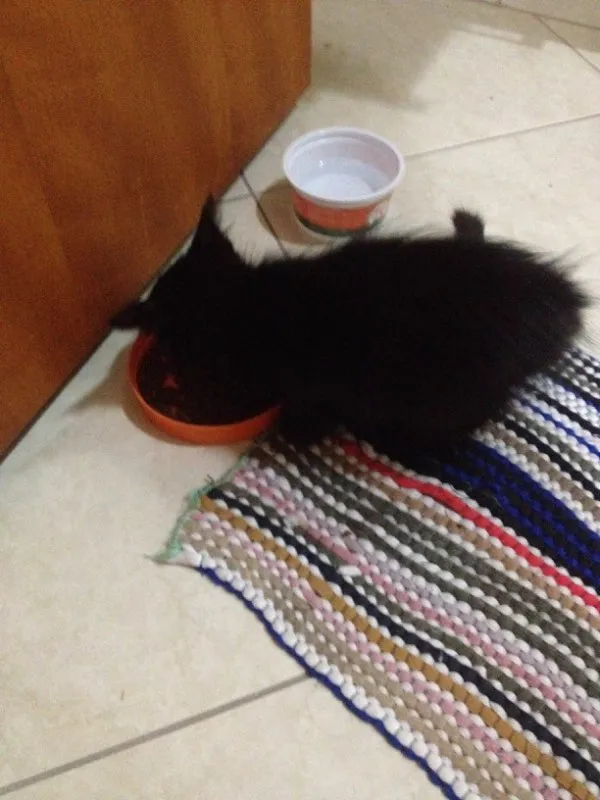 Gato ra a Vira lata idade Abaixo de 2 meses nome Ana