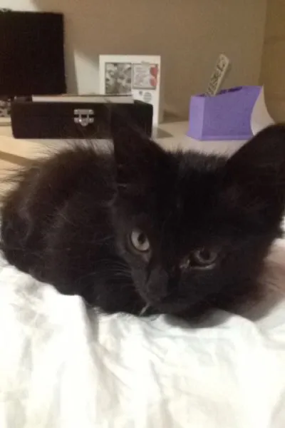 Gato ra a Vira lata idade Abaixo de 2 meses nome Ana