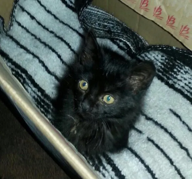 Gato ra a Vira lata idade Abaixo de 2 meses nome Ana