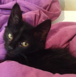 Gato raça Vira lata idade Abaixo de 2 meses nome Ana