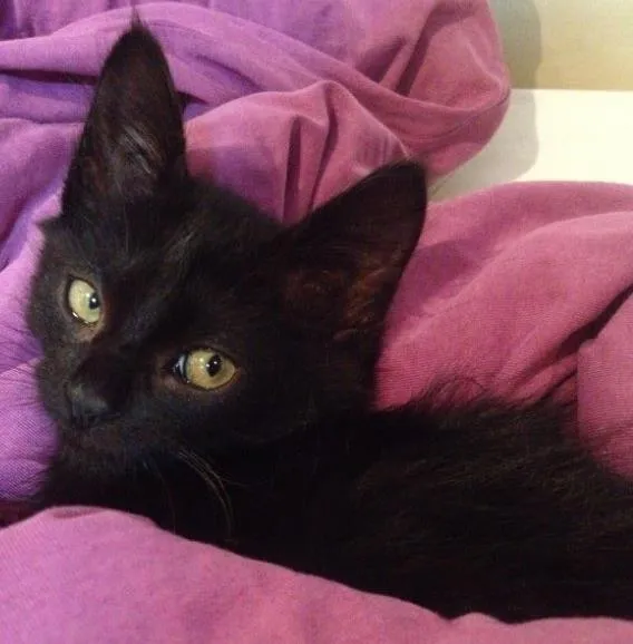 Gato ra a Vira lata idade Abaixo de 2 meses nome Ana