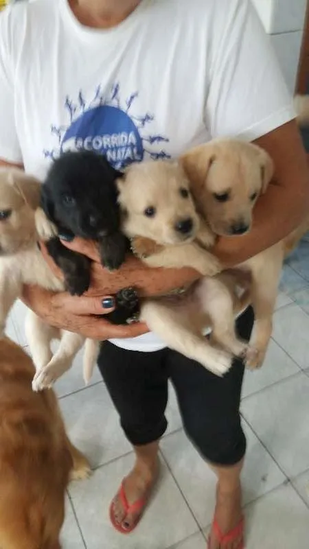 Cachorro ra a misturado com golden idade Abaixo de 2 meses nome nao tem nome 