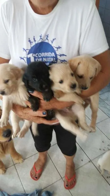 Cachorro ra a misturado com golden idade Abaixo de 2 meses nome nao tem nome 