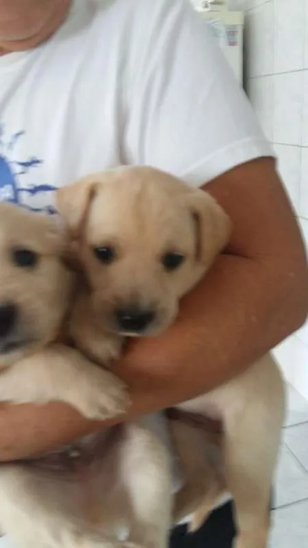 Cachorro ra a misturado com golden idade Abaixo de 2 meses nome nao tem nome 