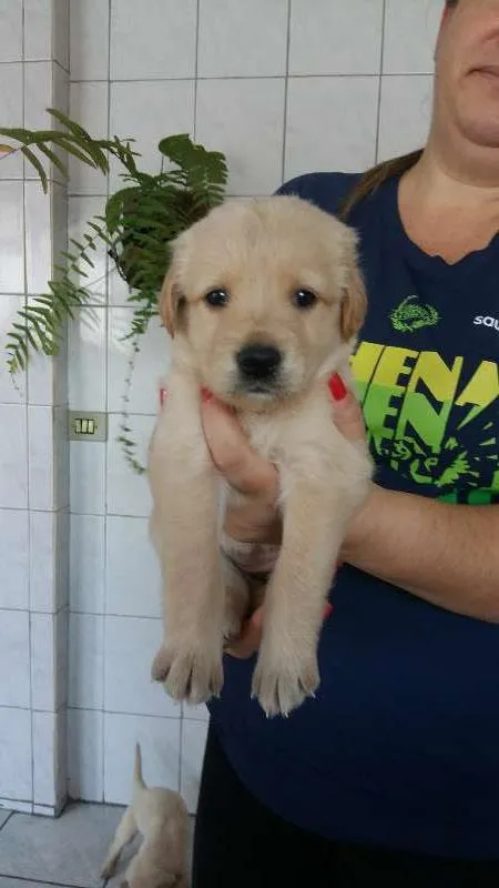 Cachorro ra a misturado com golden idade Abaixo de 2 meses nome nao tem nome 