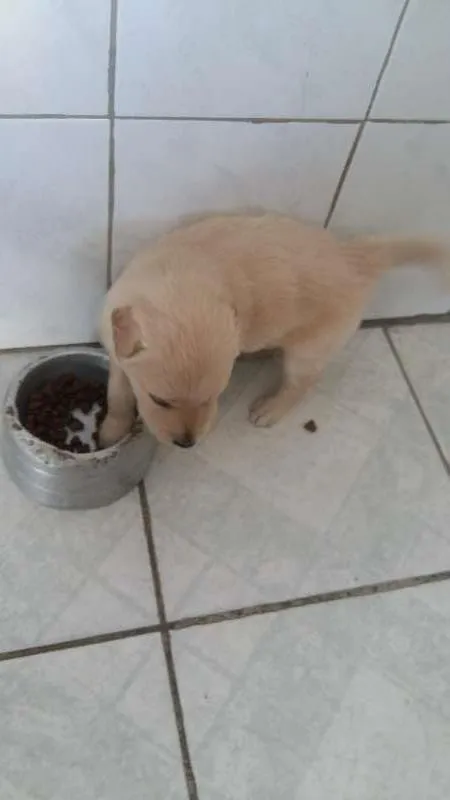 Cachorro ra a misturado com golden idade Abaixo de 2 meses nome nao tem nome 