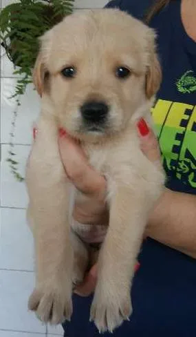 Cachorro ra a misturado com golden idade Abaixo de 2 meses nome nao tem nome 