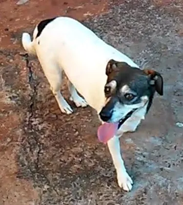 Cachorro ra a VIRA-LATA idade 6 ou mais anos nome BATUQUINHA GRATIFICA