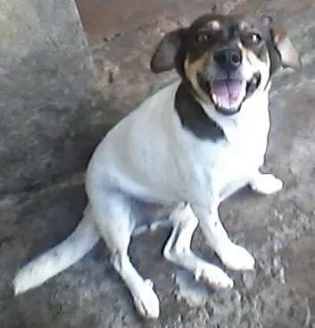 Cachorro ra a VIRA-LATA idade 6 ou mais anos nome BATUQUINHA GRATIFICA