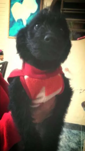 Cachorro ra a Poodle com Lhasa idade 2 a 6 meses nome Sissi