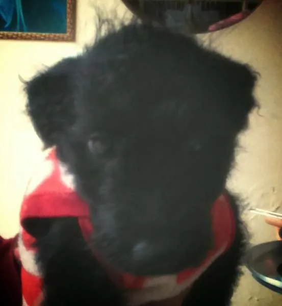 Cachorro ra a Poodle com Lhasa idade 2 a 6 meses nome Sissi