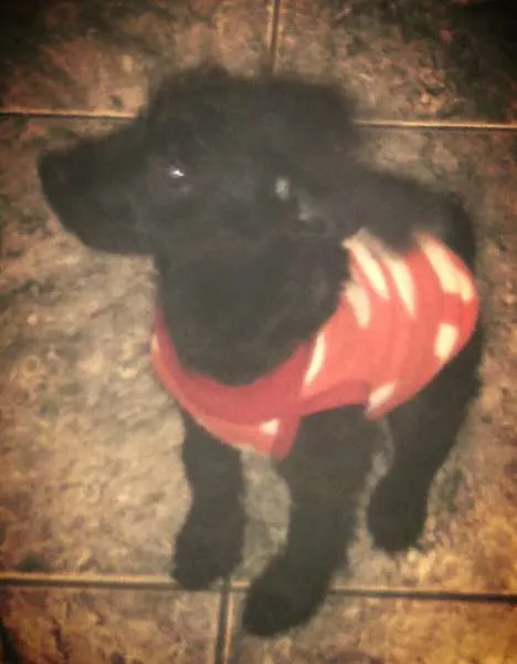 Cachorro ra a Poodle com Lhasa idade 2 a 6 meses nome Sissi