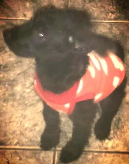 Cachorro ra a Poodle com Lhasa idade 2 a 6 meses nome Sissi