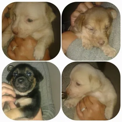 Cachorro ra a indefinida idade Abaixo de 2 meses nome a escolher